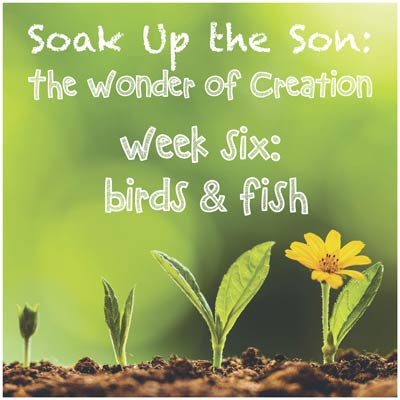 Soak Up the Son - Week 6: Birds & Fish